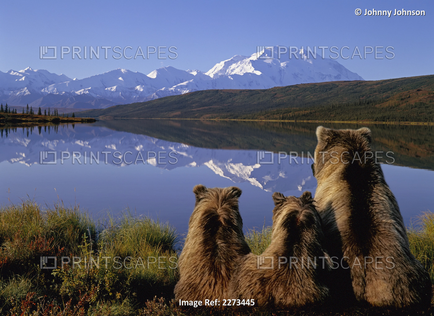 Brown bear family viewing mt. mckinley mother with cubs on tundra composite; ...
