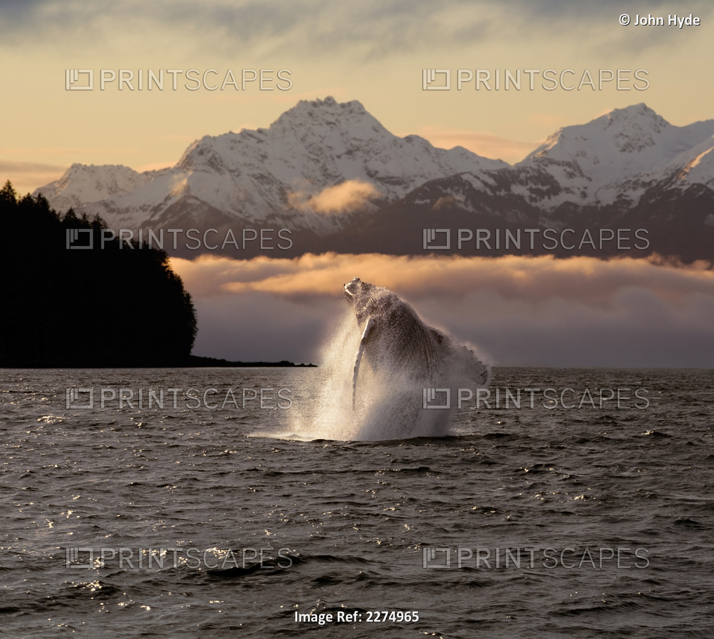 Composite:A Humpback Whale Breaches In Alaska's Inside Passage At Sunrise, ...