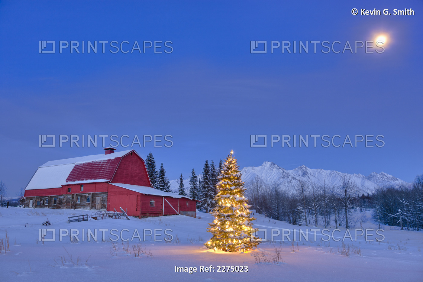 Lit Christmas Tree In A Snow Covered Field Standing In Front Of A Vintage Red ...