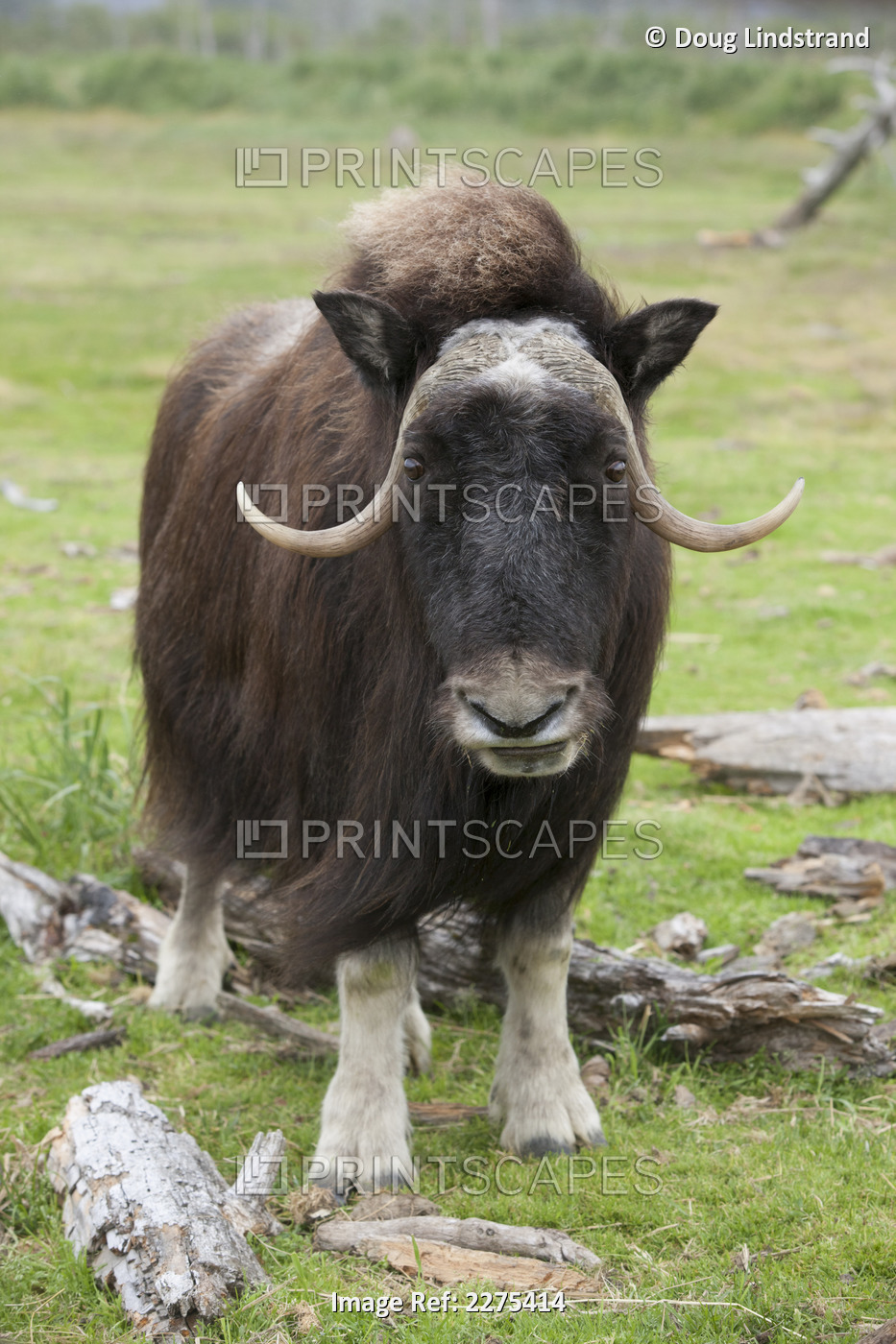 Captive: Cow Muskox Standing In Meadow At The Alaska Wildlife Conservation ...