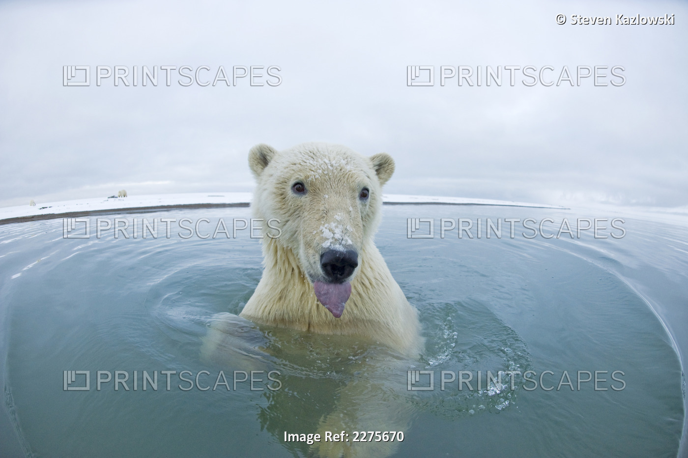 Young Bear In The Water Scents With Its Tongue, Along The Coast As It Waits For ...