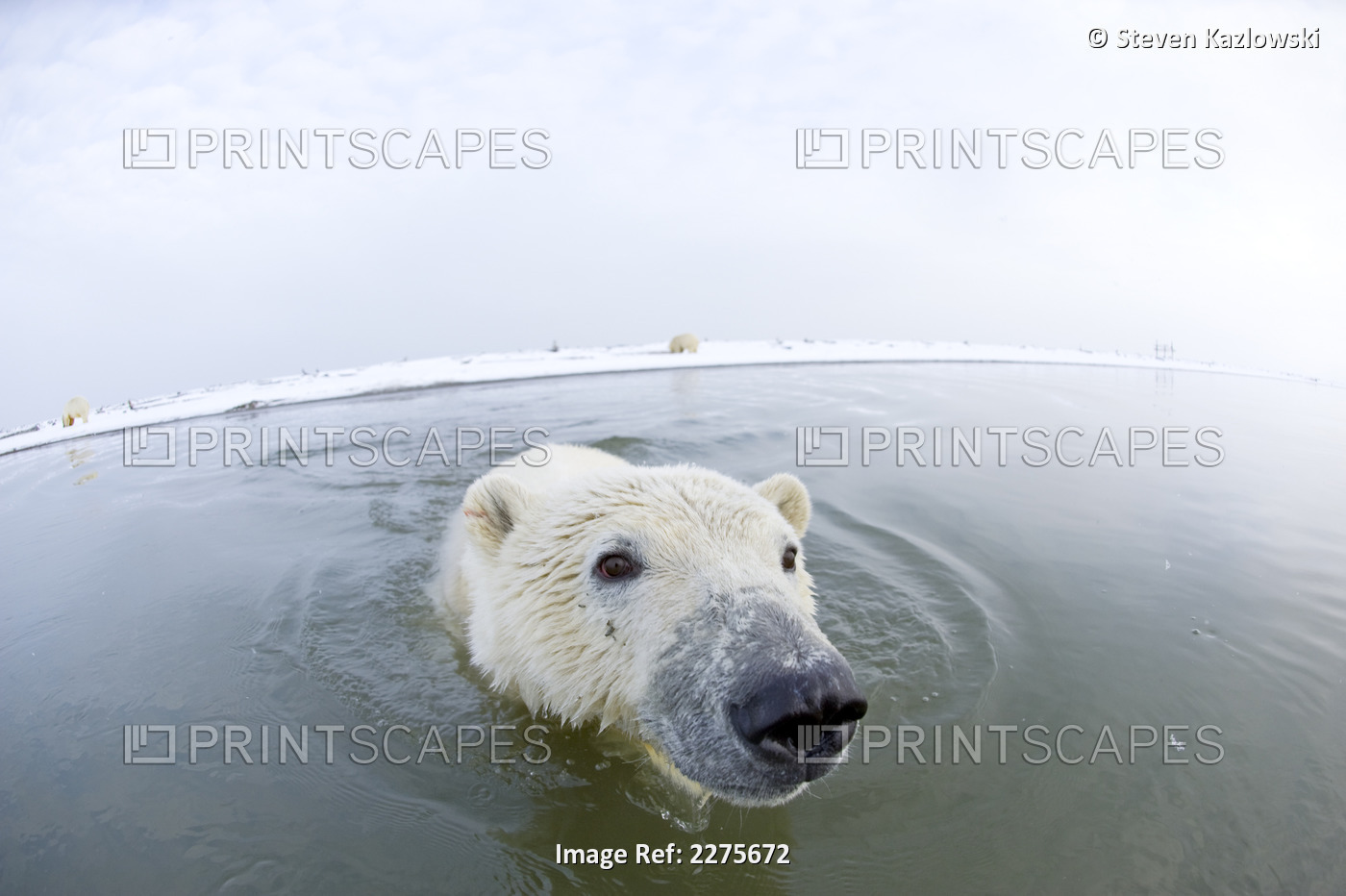 Young Polar Bear Swims In Water Along The Coast, As It Waits For Fall Freeze ...