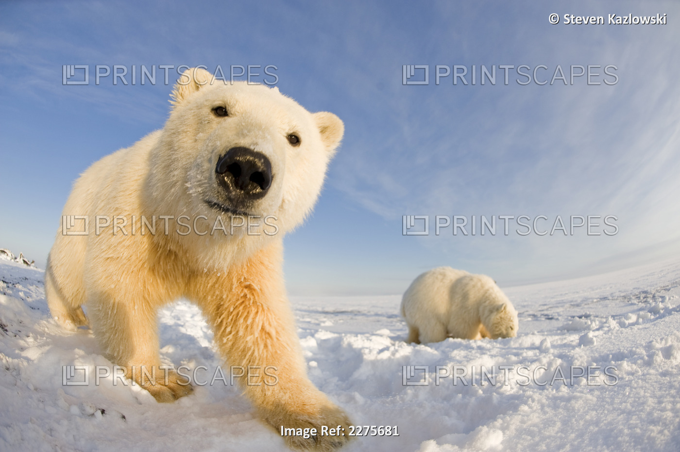 Wide Angle View Of A Curious Spring Cub Along Bernard Spit During Fall Freeze ...