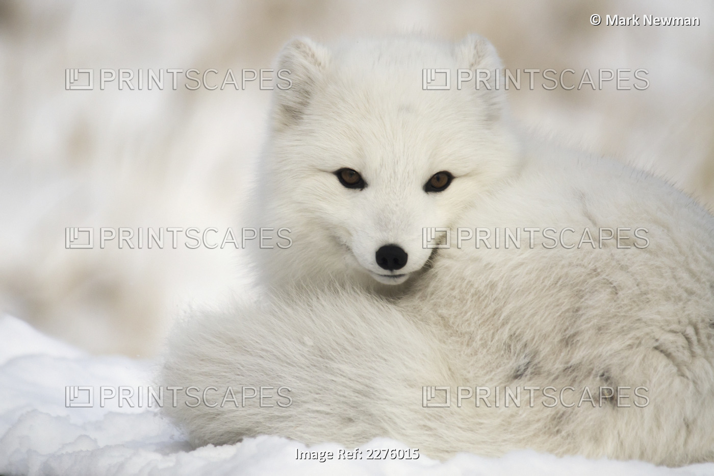 Arctic fox (alopex lagopus) in the white winter phase; yukon canada