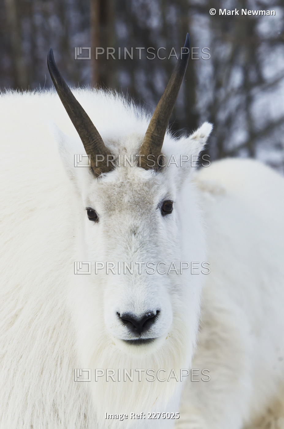 Mountain goats (oreamnos americanus); Yukon canada