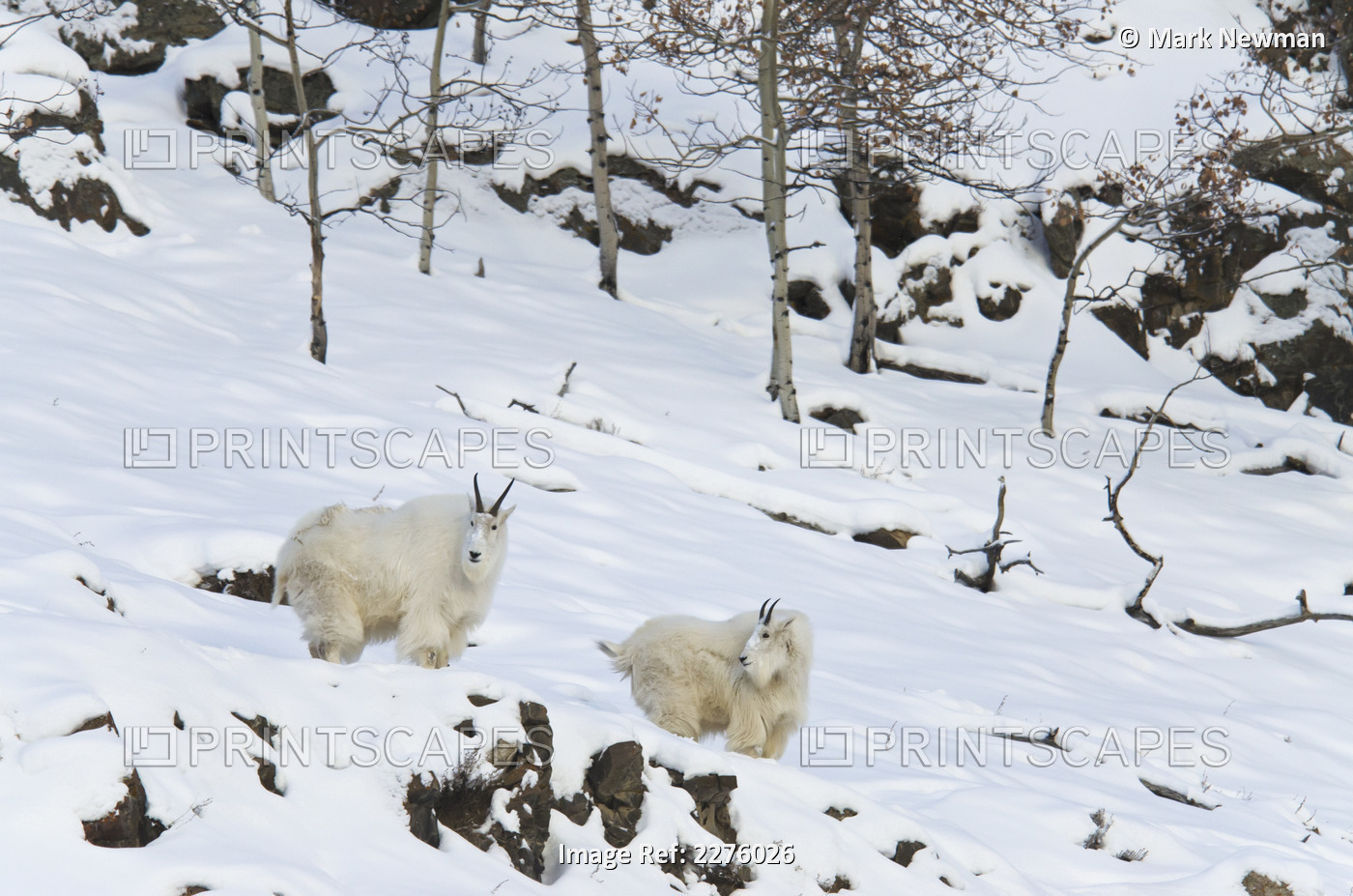 Mountain goats (oreamnos americanus); Yukon canada