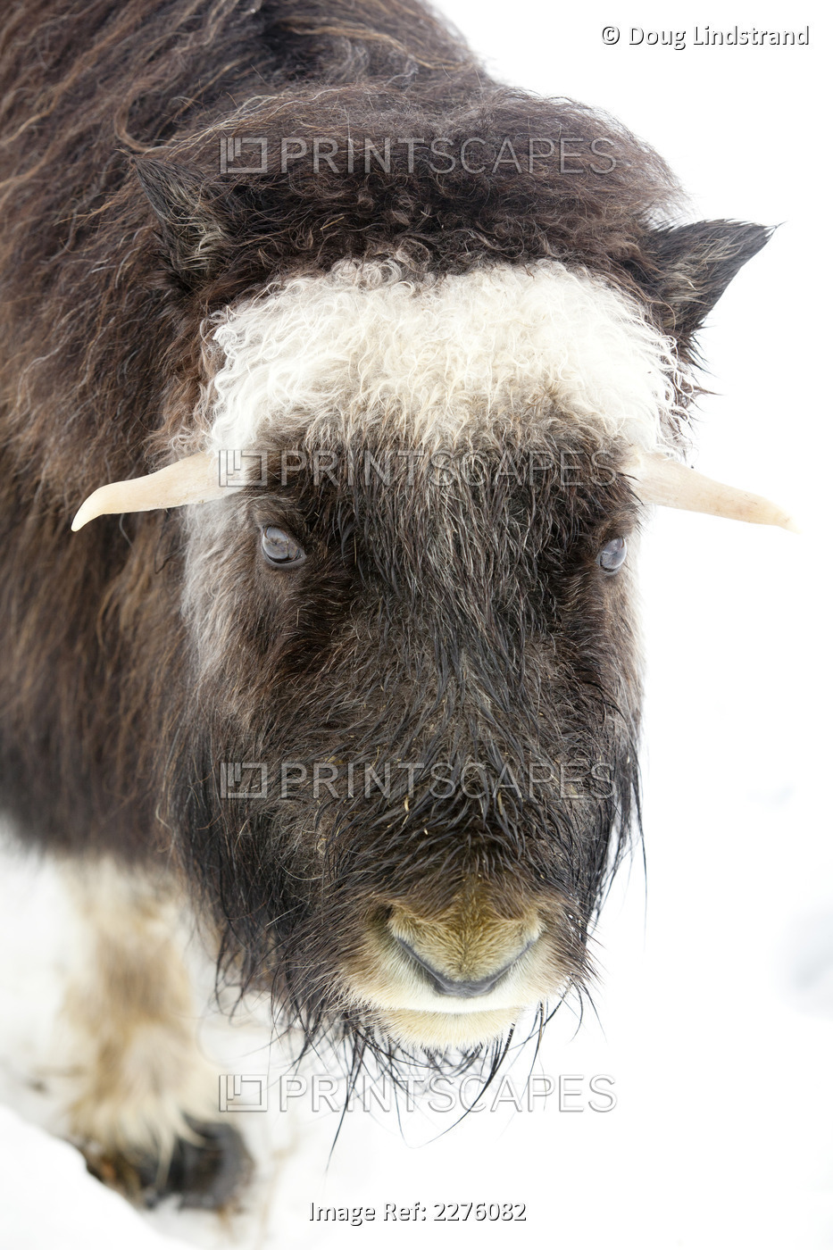 "Captive: Close Up Of A Young Muskox, Alaska Wildlife Conservation Center, ...