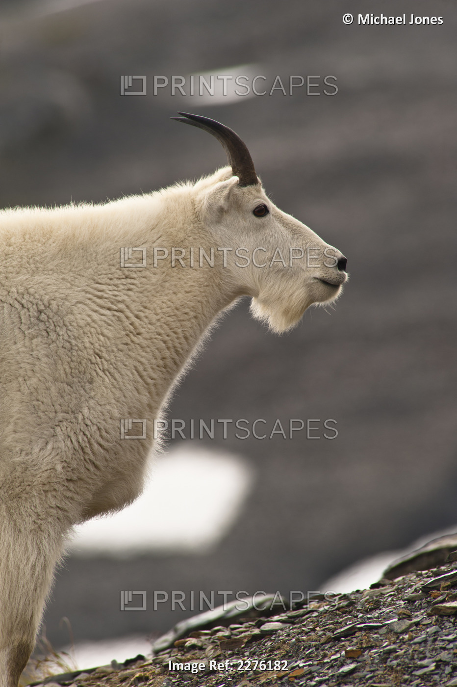 Profile Of A Young Mountain Goat Billy Grazing On Plants Near The Harding ...