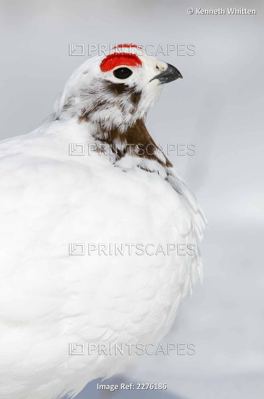 Close-Up Of Male Willow Ptarmigan Changing From Winter To Breeding Plumage Near ...