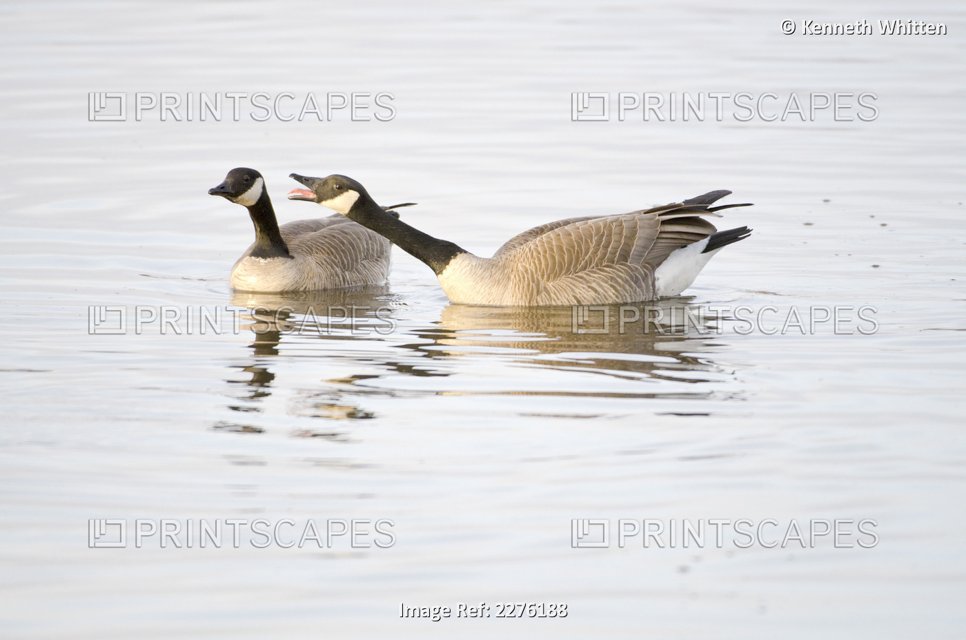 One Canada Goose With Outstretched Neck And Open Bill Honks Aggressively At ...