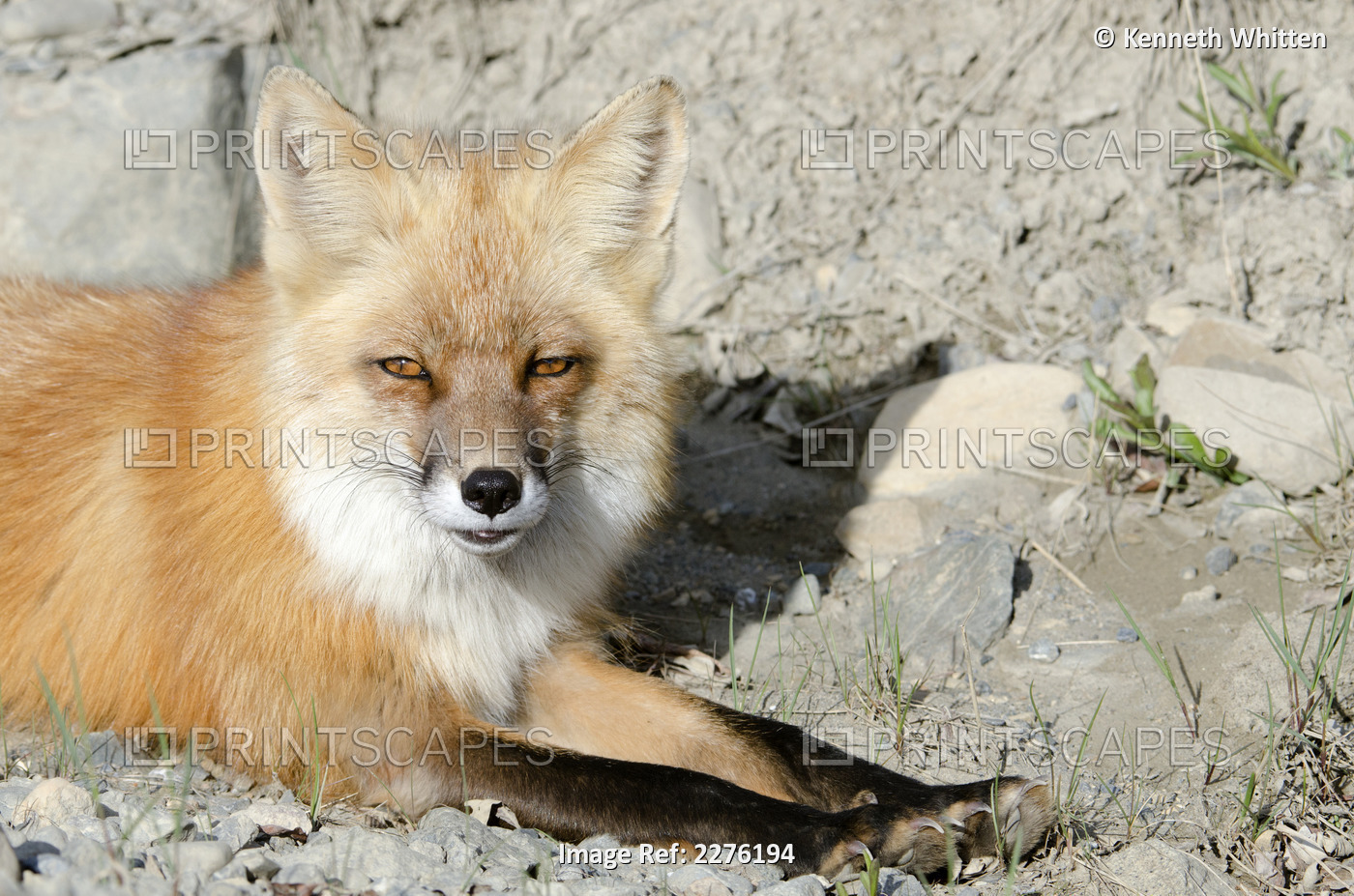 Close-Up Of A Red Fox Lying In Rocks, Highway Pass, Denali National Park & ...