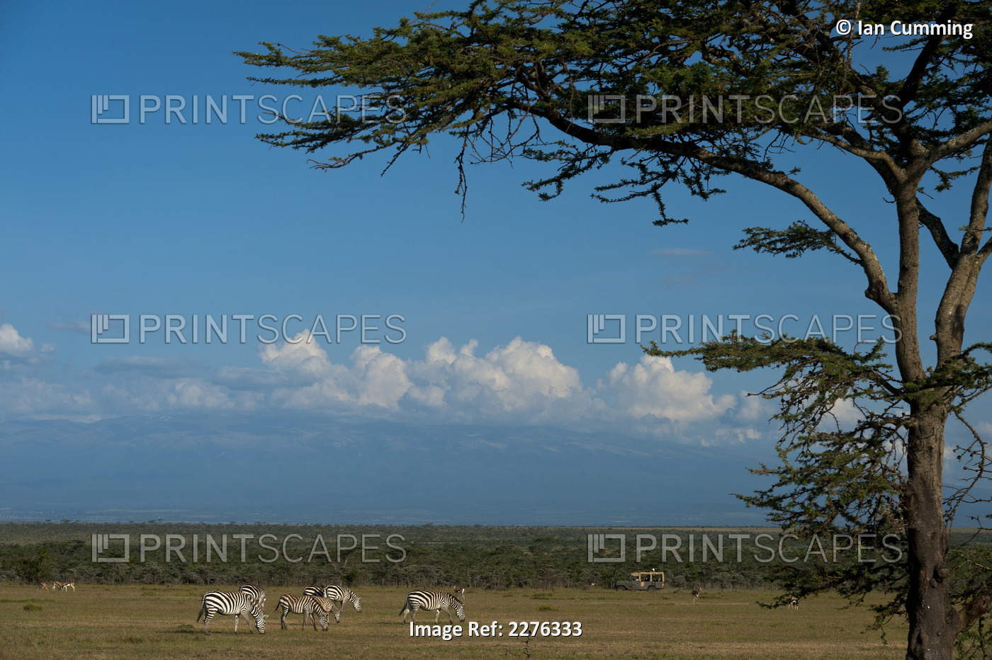 Zebra On Grassy Plain With 4x4 And Mt Kenya In Background, Ol Pejeta ...