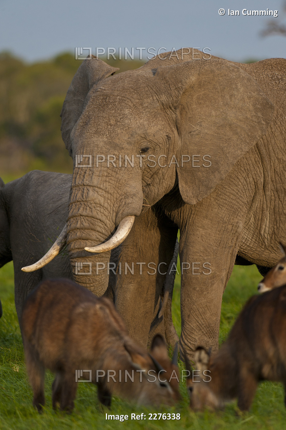 Waterbuck In Front Of Elephant, Ol Pejeta Conservancy; Kenya