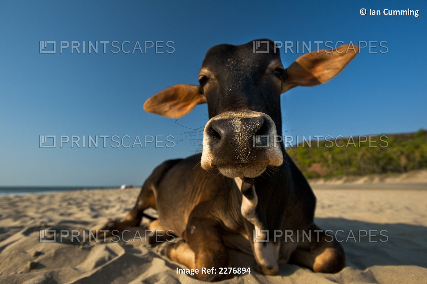 Cow On Vagator Beach; Vagator, Goa, India