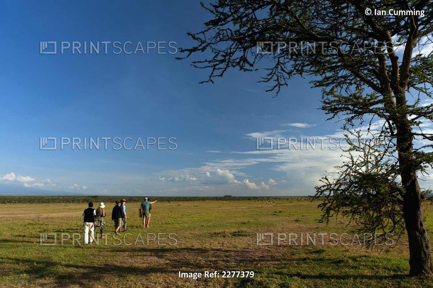 People On Walking Safari Going Past Acacia Tree, Ol Pejeta Conservancy; Kenya