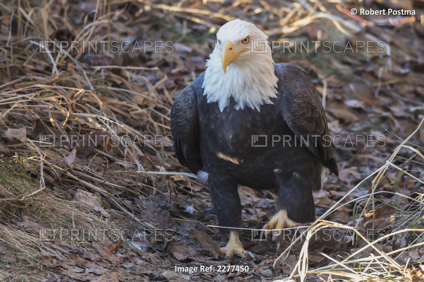 Bald eagle (haliaeetus leucocephalus) walking on the ground; Alaska united ...