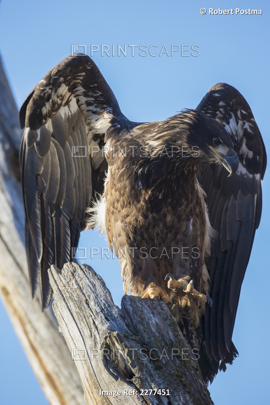 Bald eagle (haliaeetus leucocephalus) perched on a tree; Alaska united states ...