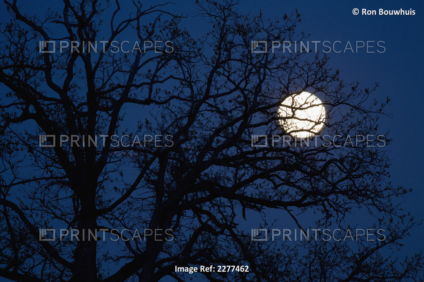 An extra-bright perigree full moon super moon behind a silhouetted tree; ...