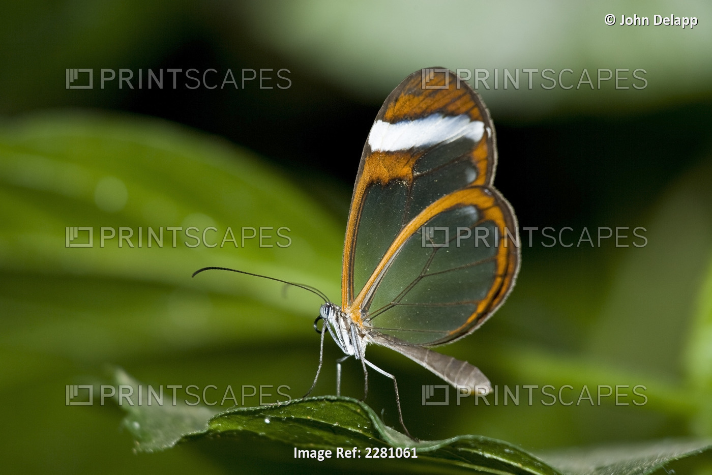 Captive Glasswing Butterfly Perched On The Leaf Of A Green Plant Captive