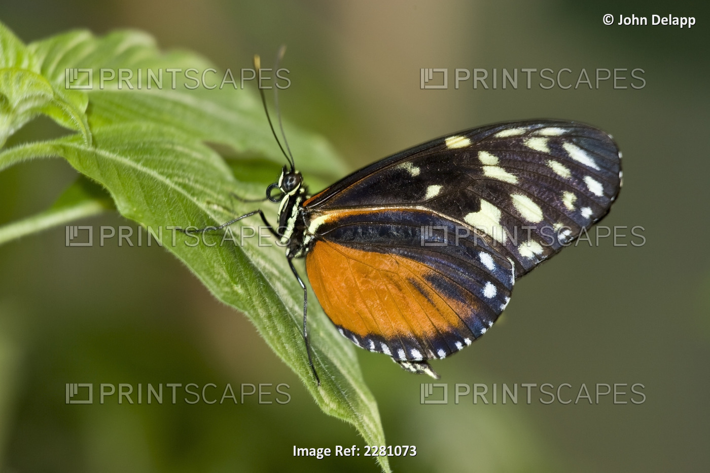 Captive Hecale Butterfly Perched On Bloom Of A Green Plant Captive