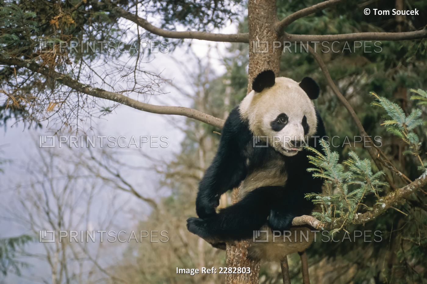 Giant Panda Sitting In Tree China