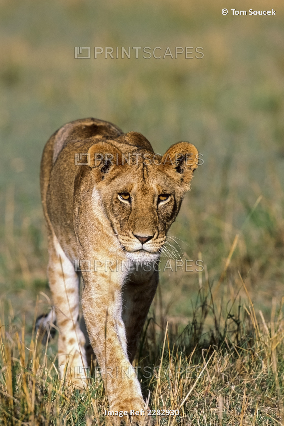 Female Lion Hiking In Grass Meadow In Africa