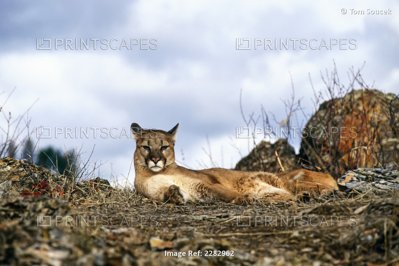 Adult Cougar Relaxing On Rock Outcrop
