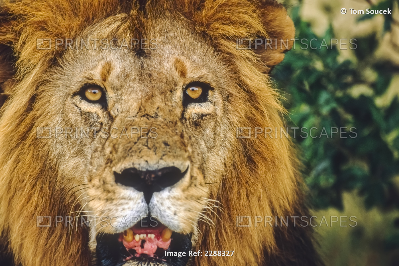 Close Up Of Male Lion Face Africa