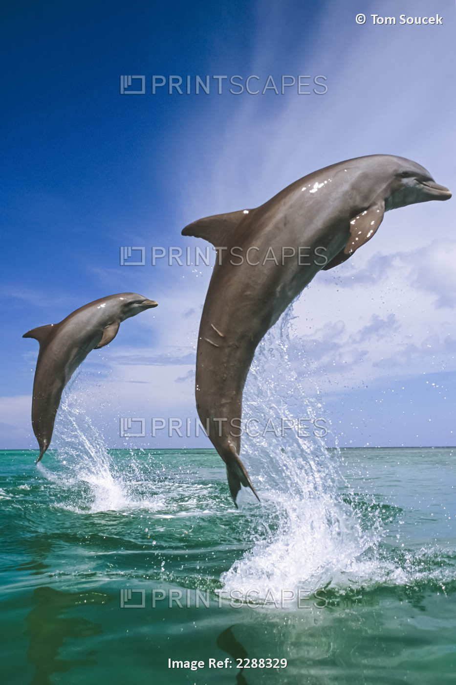 Bottlenose Dolphins Leaping Carribean Sea Roatan Honduras