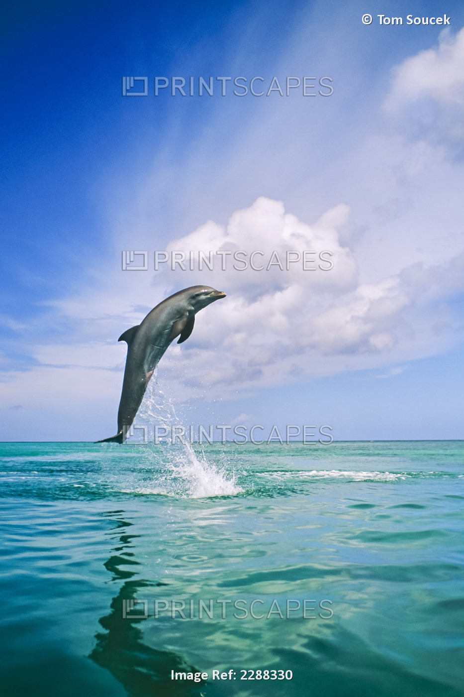 Bottlenose Dolphins Leaping Carribean Sea Roatan Honduras