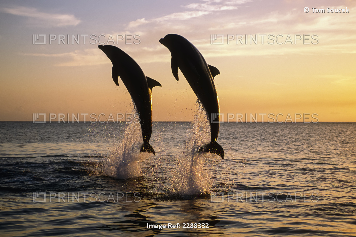 Bottlenose Dolphins Leaping @ Sunset Carribean Sea Roatan Honduras