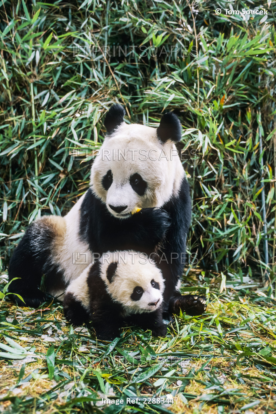 Giant Panda Mother & Cub Wolong Panda Preserve Sichuan Province China