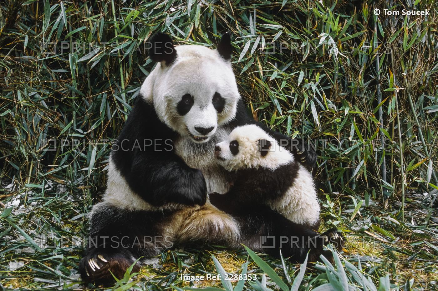 Giant Panda Mother & Cub Wolong Panda Preserve Sichuan Province China