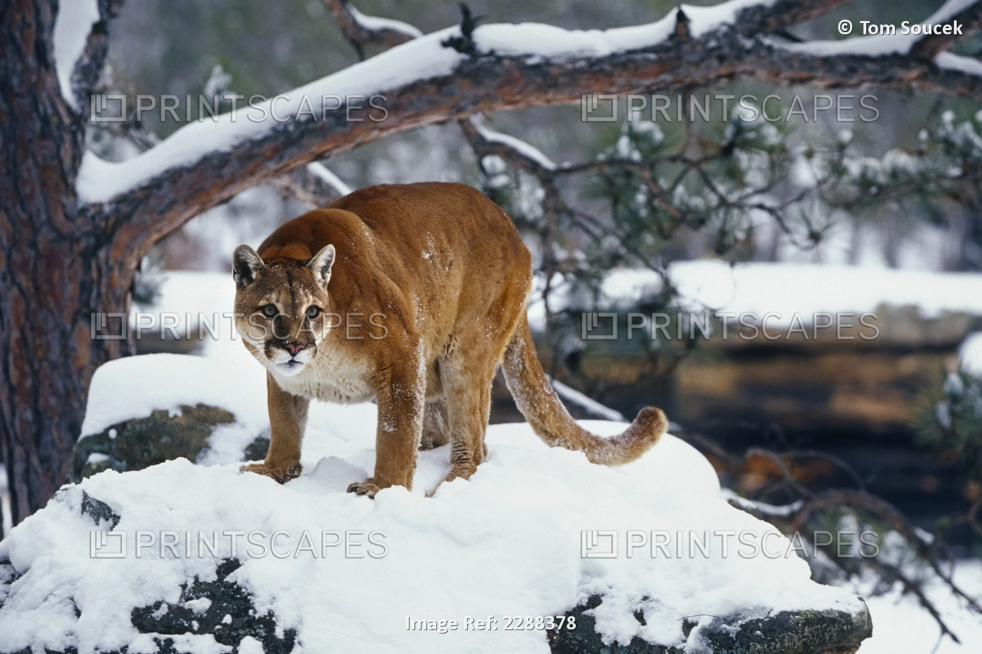 Cougar Standing In Snowy Forest