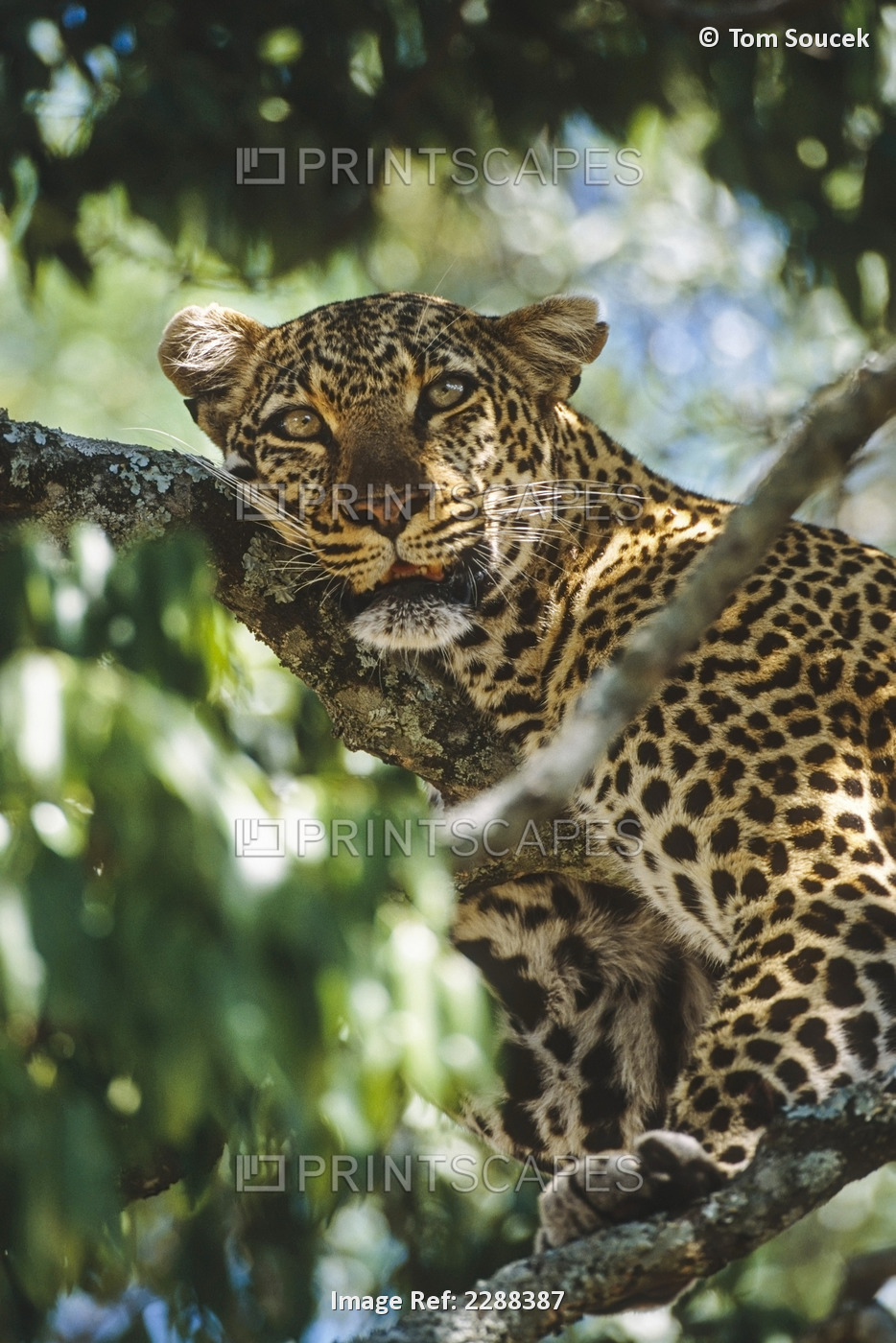Leopard Resting In Tree Kenya