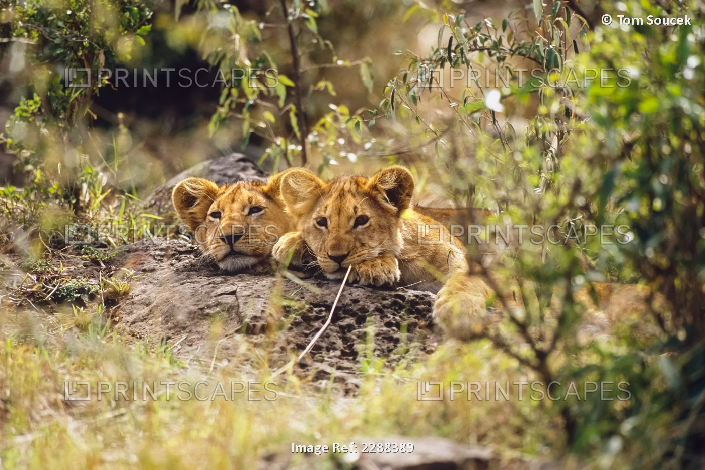Two Lion Cubs Laying In Forest Africa