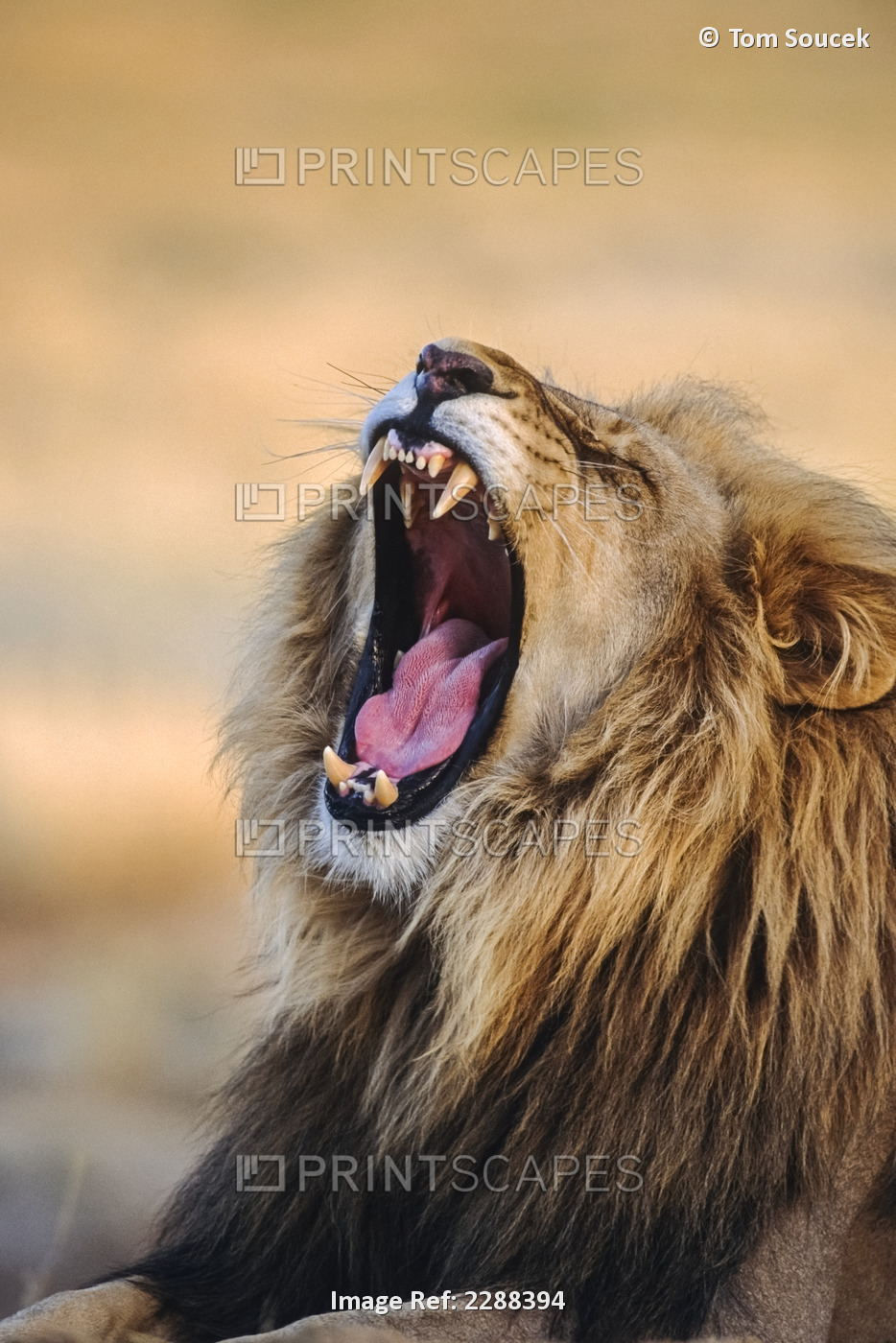 Snarling Male Lion Africa