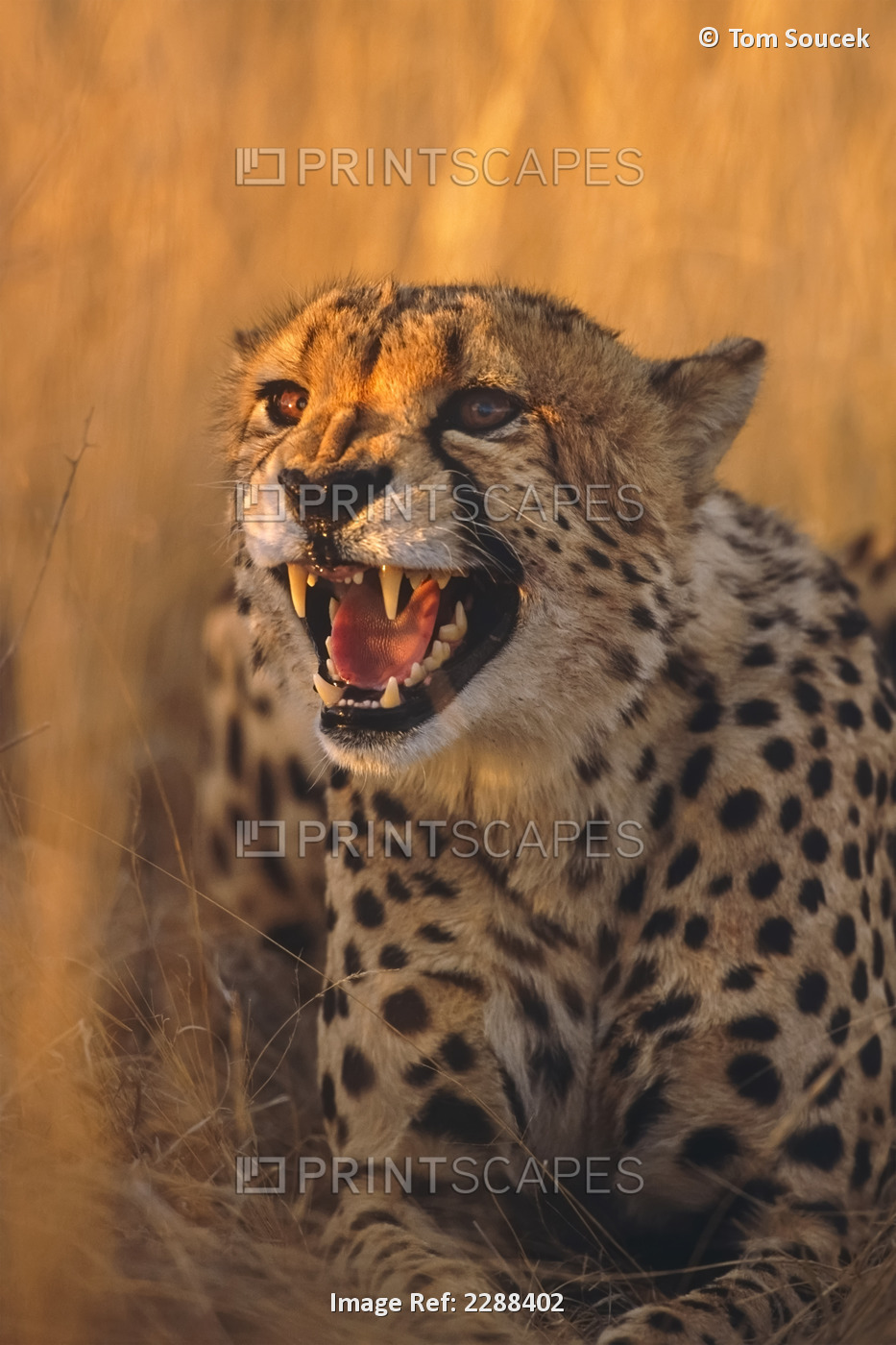 Snarling Cheetah Africa