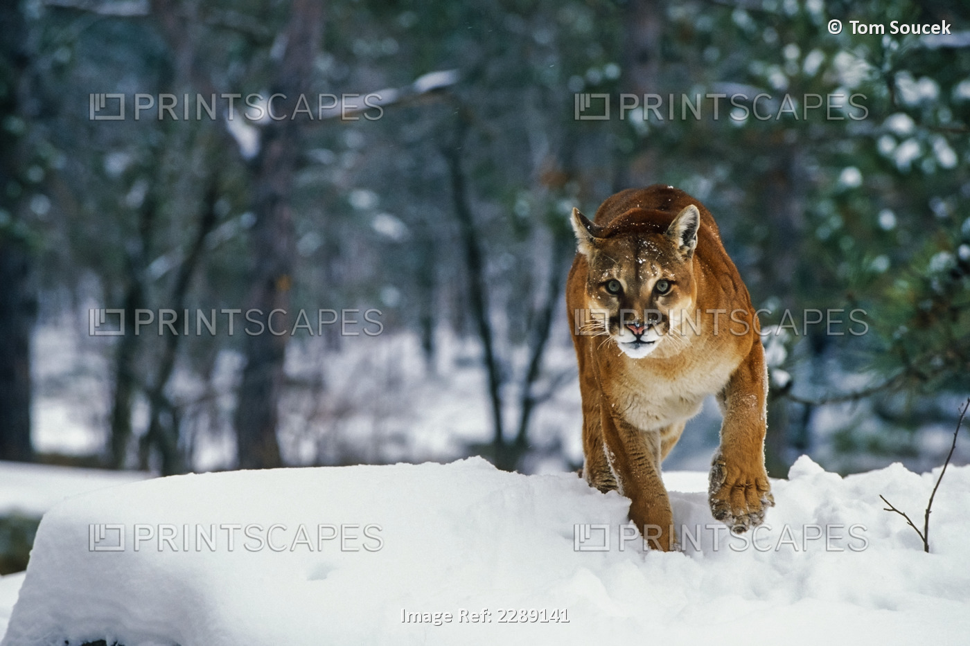 Cougar Walking In Snowy Forest