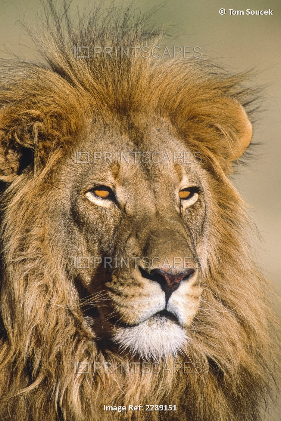 Portrait Of Male Lion Africa