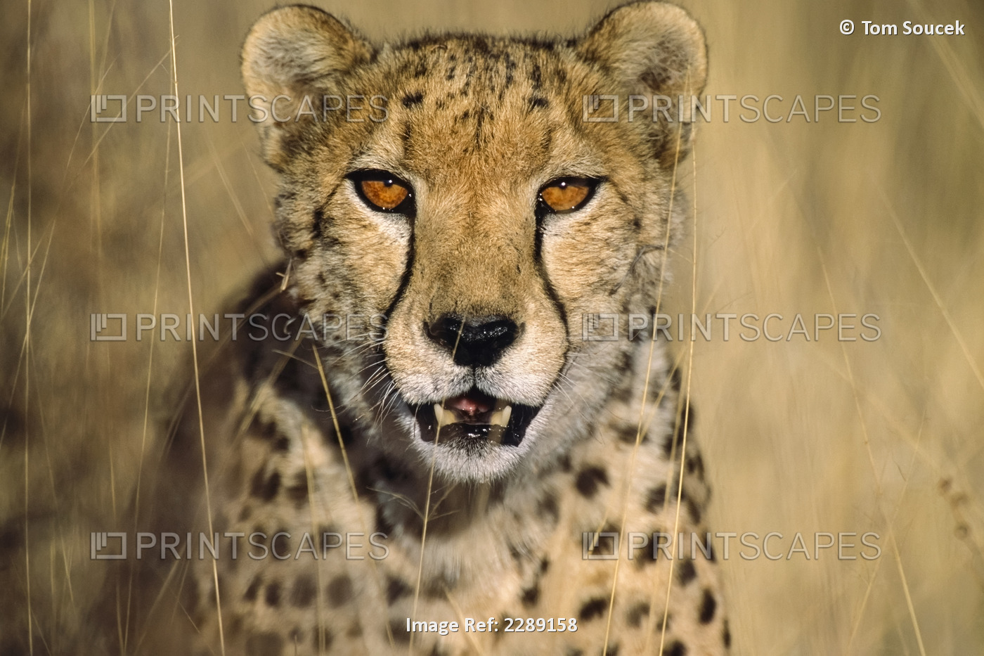 Close Up Of Cheetah In Grass Africa