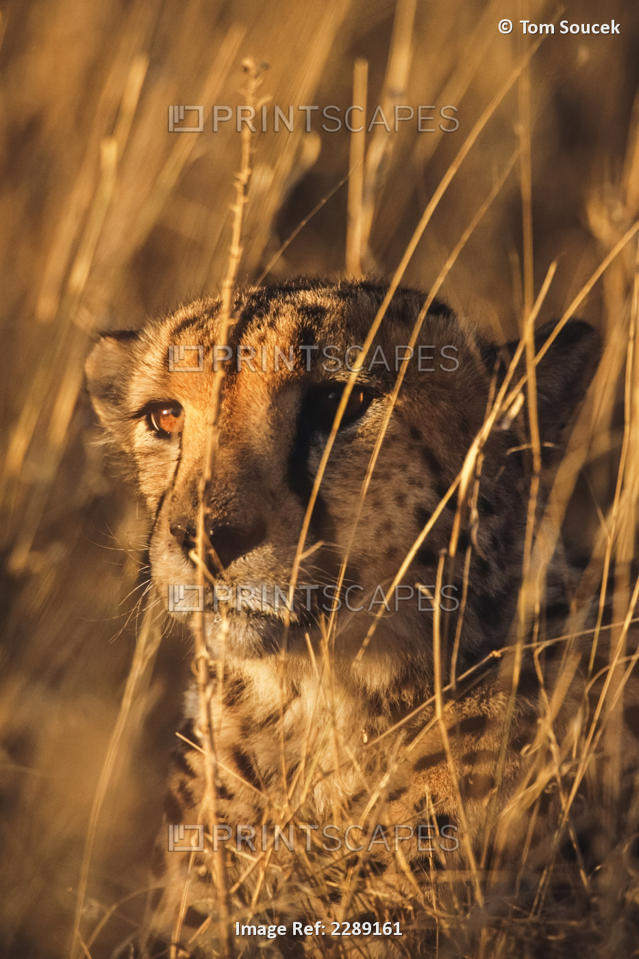 Close Up Of Cheetah Laying In Grass Africa