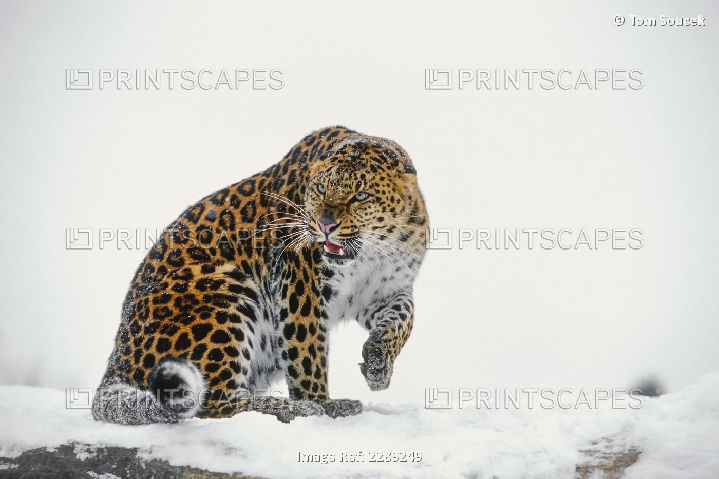 Amur Leopard Sitting In Snow