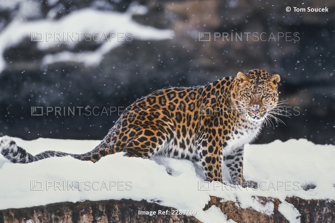 Amur Leopard Standing In Snow