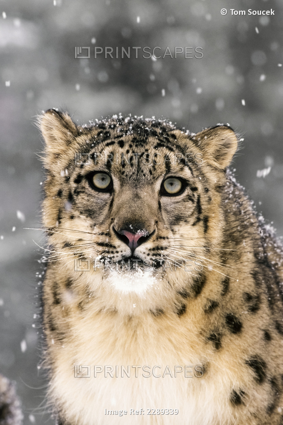 Close Up Of Snow Leopard