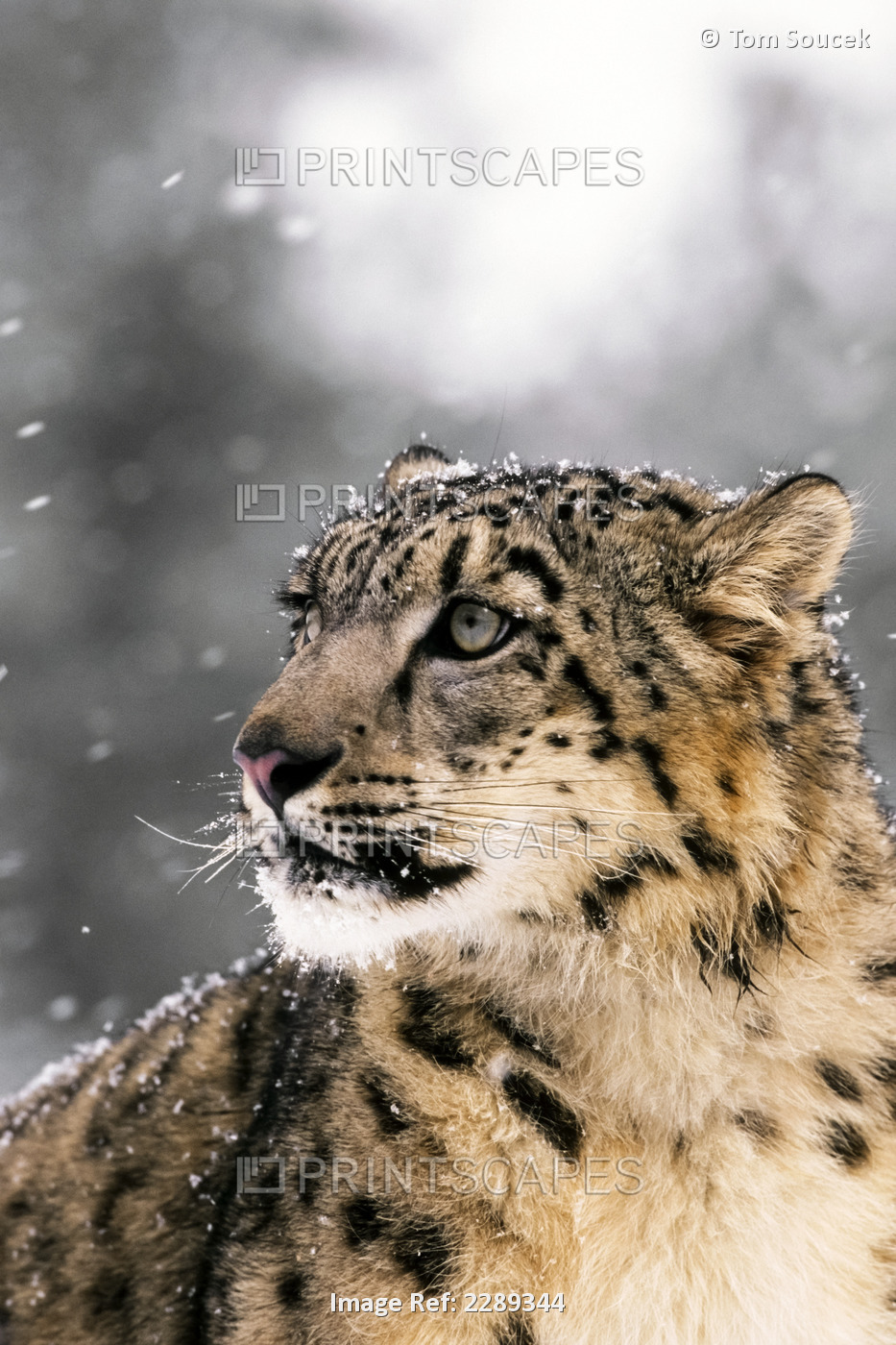 Close Up Of Snow Leopard