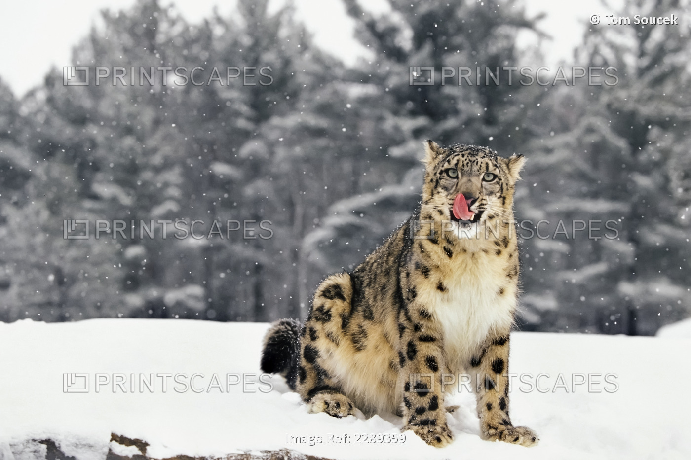 Snow Leopard Sitting In Snow