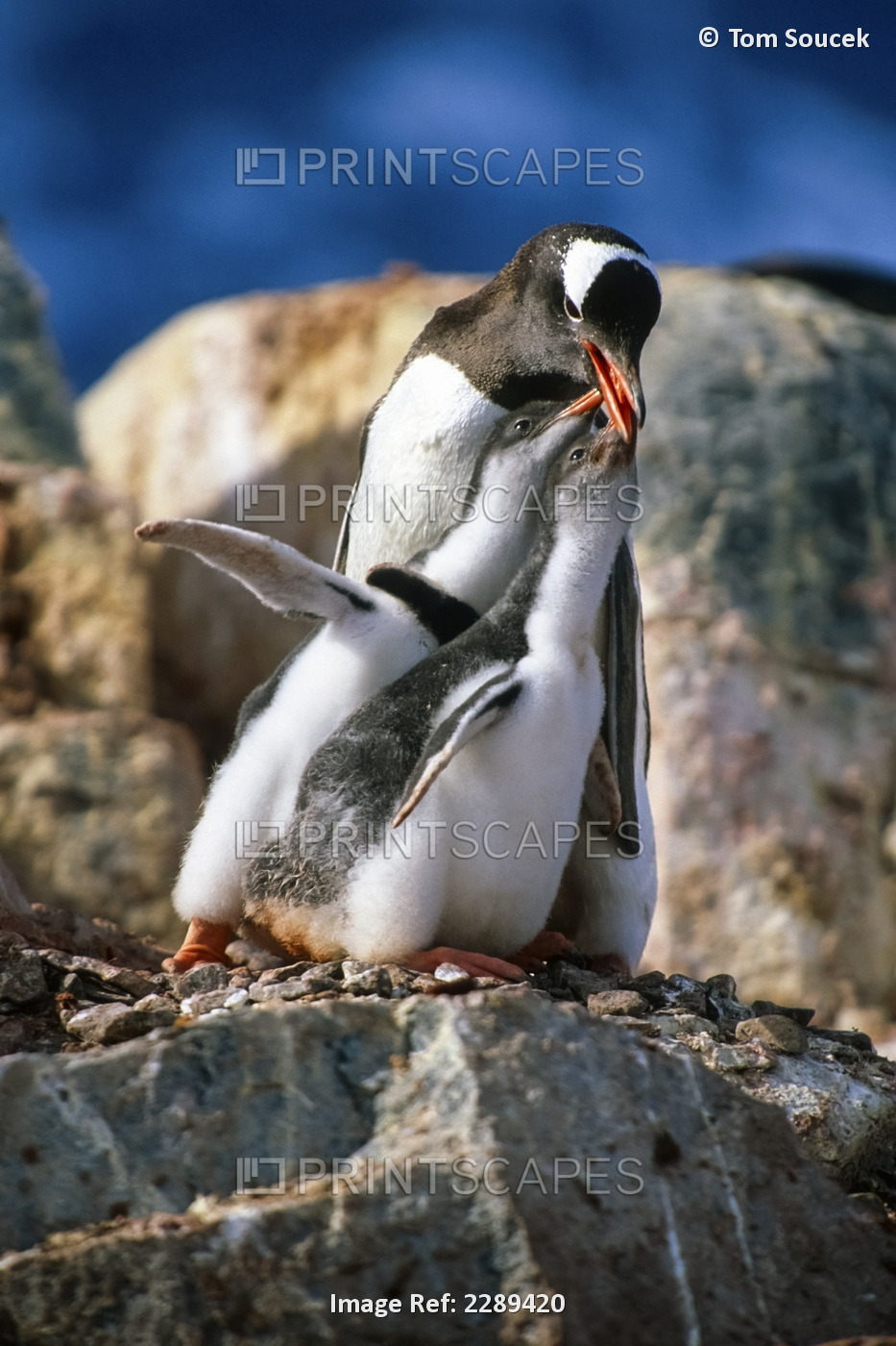 Gentoo Penguin W/Chicks On Rocks Antarctica Summer