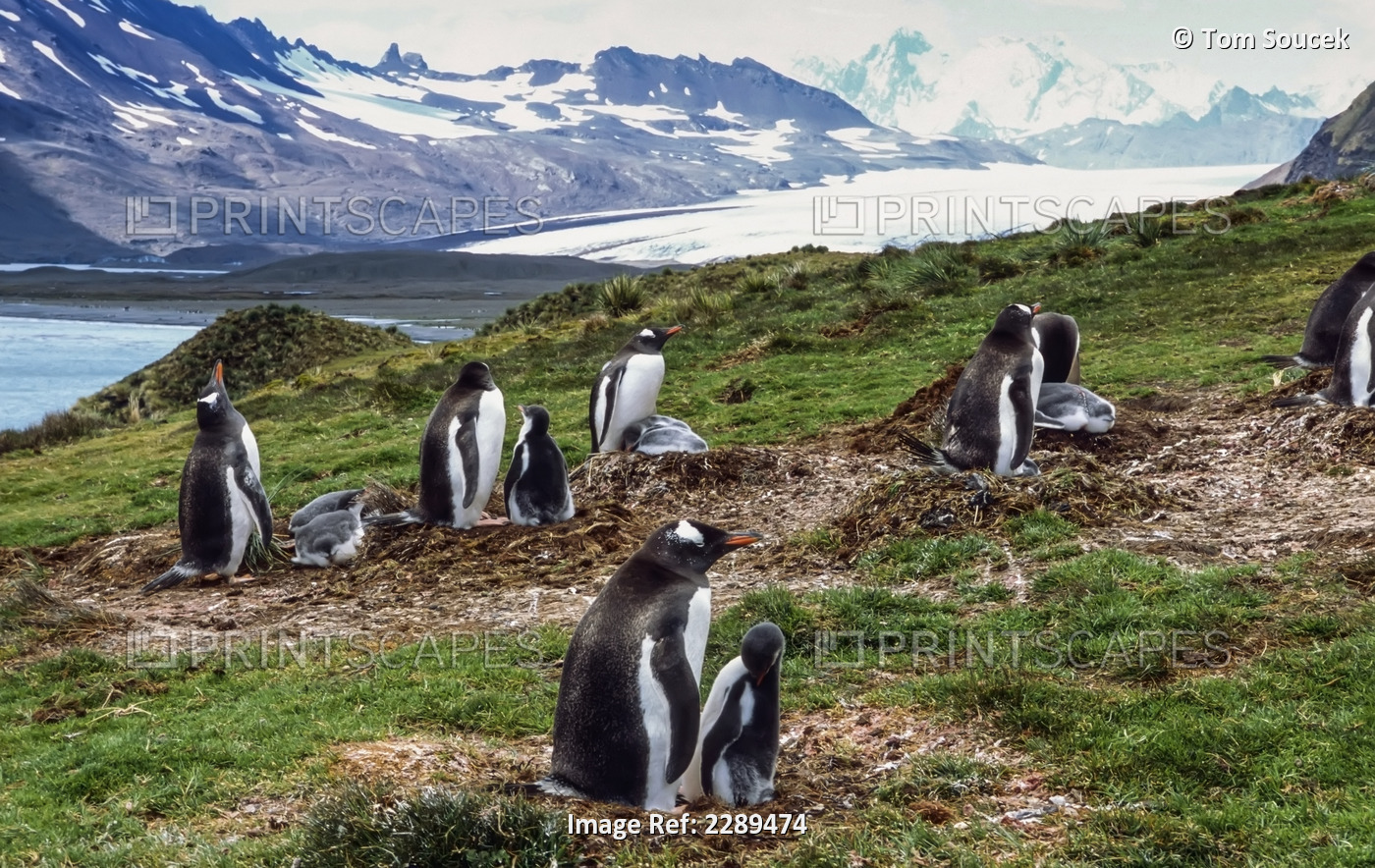 Colony Of Gentoo Penguins On Nests W/Chicks On Tundra Antarctica Summer