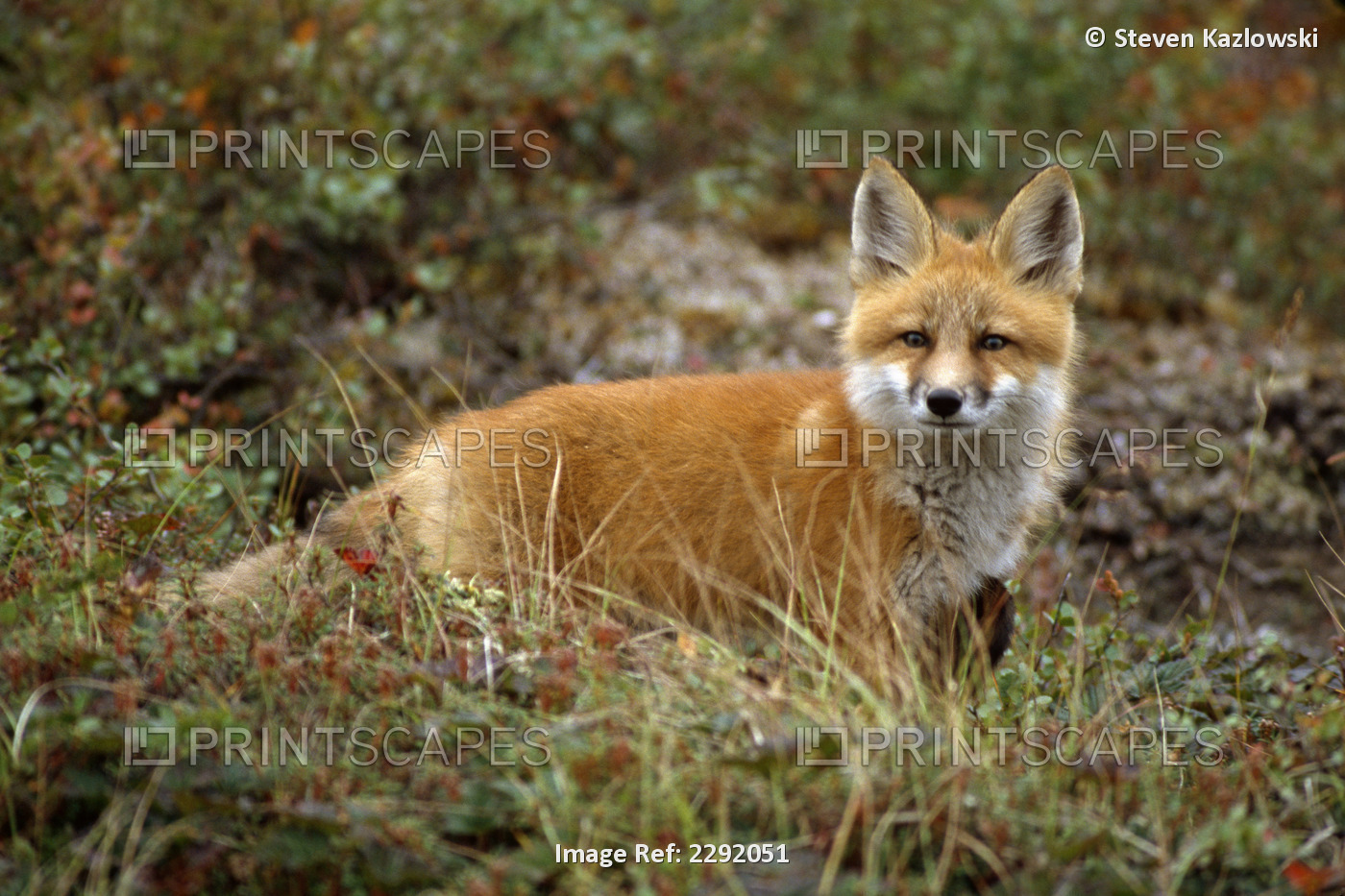 Red Fox In Grass Anwr Alaska Arctic